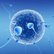 Редукция эмбрионов при многоплодной беременности фото