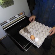Яйцемоечная машина мини для мойки товарного яйца фото