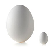 Яйцо страуса фото