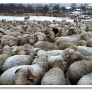 Овцы мериносовой породы фото