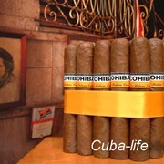 Сигары, Сигары кубинские Cohiba Robustos фото