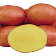 Картофель голландский сорт Розалинд (Rosalind)