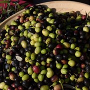 Оливки с косточками и без косточки, Греческие оливки и маслины. фотография