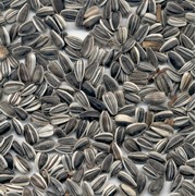Семена подсолнечника IREGI striped sunflower seed фото