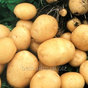 Картофель семенной Зекура 1 репродукции фотография