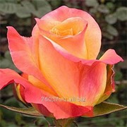 Роза Latin_Beauty1 фото