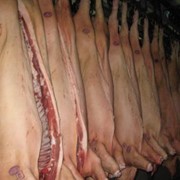 Свинина, мясо свиней, свинное мясо ОПТОМ фотография