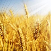 Пшеница, Кукуруза фото