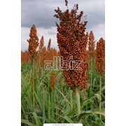 Продажа : зерно, просо, травы, лён, сорго, отруби. фотография