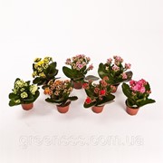 Каланхоэ Блоссфельда Перфекта микс -- Kalanchoe blossfeldiana Perfecta mixed