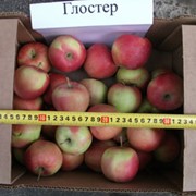 Яблоки сорта Глостер фотография