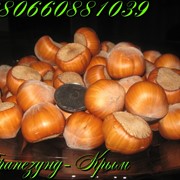 Крупноплодный фундук Трапезунд фото