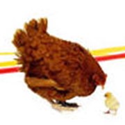 Племенные яйца и суточные цыплята-бройлеры, произведенные ООО ’Комплекс Агромарс’