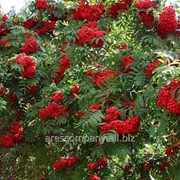 Рябина красная или обыкновенная Sorbus Aucuparia 100-120
