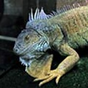 Игуана зеленая (Iguana iguana)