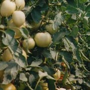 Семена томатов, Богун F1 фото