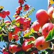 Услуги по виращиванию фруктов фото