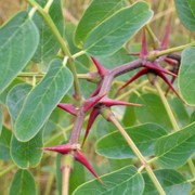 Акация колючая,акация,деревья декоративные, саженцы деревьев,саженцы, семена, продукция цветоводства, Судак фото