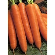 Семена моркови красный великан фото