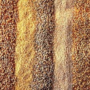 Куплю на постоянной основе пшеницу,кукурузу