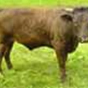 Выращивание бычков швицкой породы