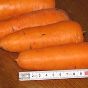 Семена моркови Boltex / Болтекс фотография
