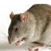 Уничтожение крыс, грызунов, мышей