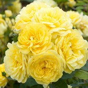 Саженцы бордюрных роз, купить Украина