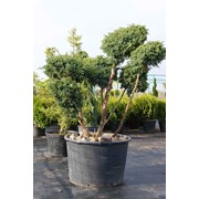 Можжевельник чешуйчатый Meyeri bonsa фотография
