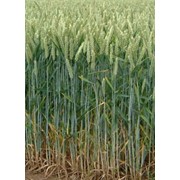 Продам пшеницу второго класса идеального качества, 300 т. в Киевской области с хозяйства от производителя фотография