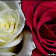 Розы плетистые фото