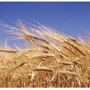 Пшеница фото
