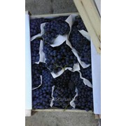 Виноград черный киш-миш фото