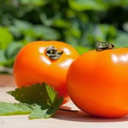 Семена оранжевых томатов KS-18 фотография