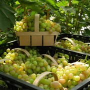 Корзинки для ягод,винограда. Производство