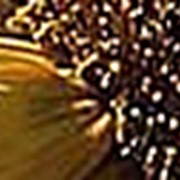 Семена подсолнечника Лимагрейн гибрид ЛГ 5377 / Насіння соняшника Лімагрейн гібрид ЛГ 5377 фотография