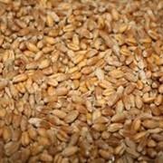 Пшеница посевная фотография