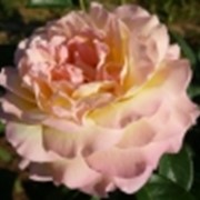 Чайно-гибридная Роза “Глория Деи“ (Gloria Dei, Peace, Mme.A.Meilland) фото
