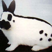 Кролик бабочка фото