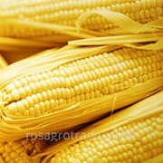 Гибриды кукурузы, Аксо фото