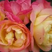 Роза флорибунда Лампион фото
