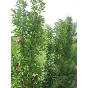 Розничная продажа саженцев фруктовых деревьев: абрикос, слива, персик фото