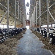 Фермы для коров, коровники фотография