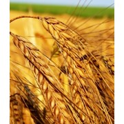 Пшеница мягкая фото
