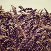 Яровая пшеница фотография