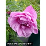 Роза Pink Roadrunner фото