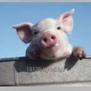 Спермопродукцию хряков пород: дюрок, йоркшир, ландрас фото