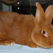 Продаем кроликов породы Новозеландская красная фотография