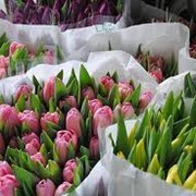 Цветы Тюльпаны фото