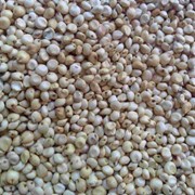 Семена суданской травы оптом от производителя.Суданская трава сорт Фиолета.